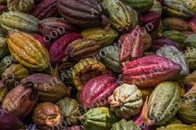 Cocoa