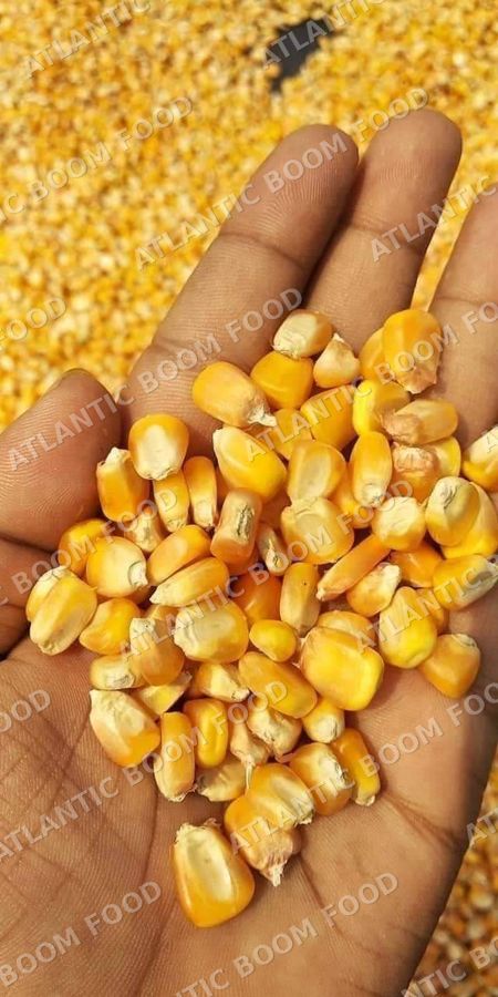 Yellow corn