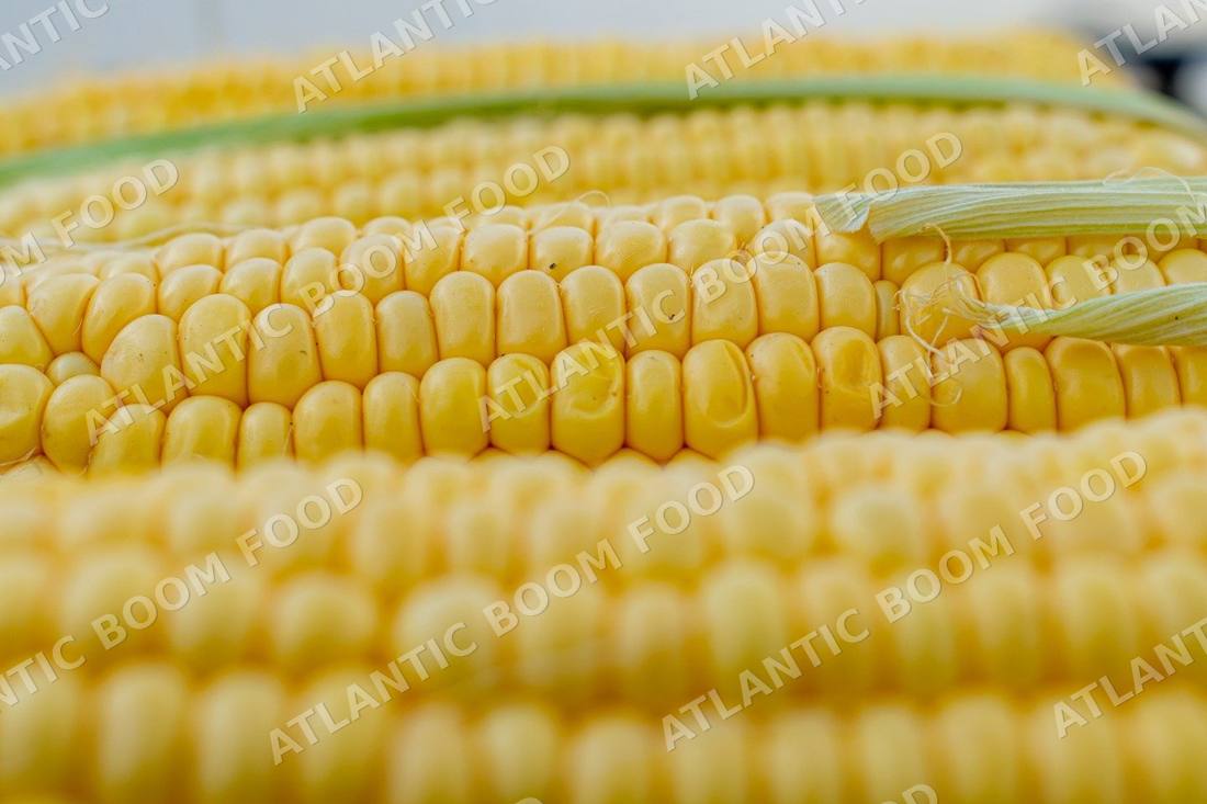 Grains - Atlantic Boom Food export