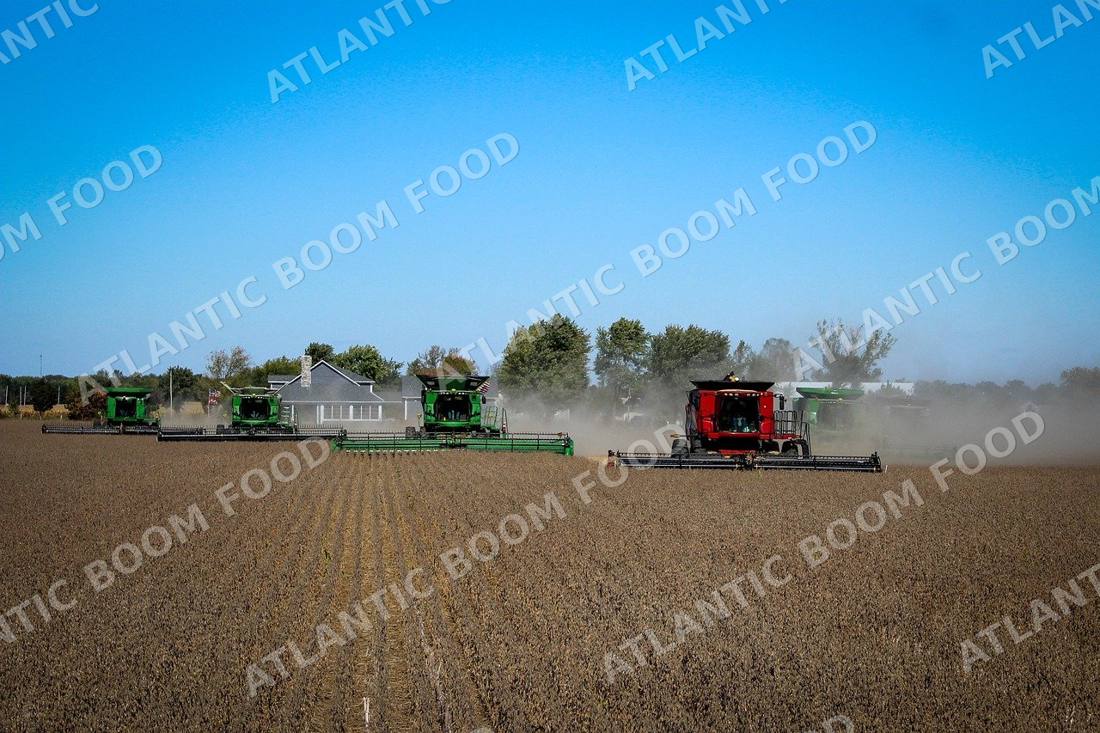 Grains - Atlantic Boom Food export