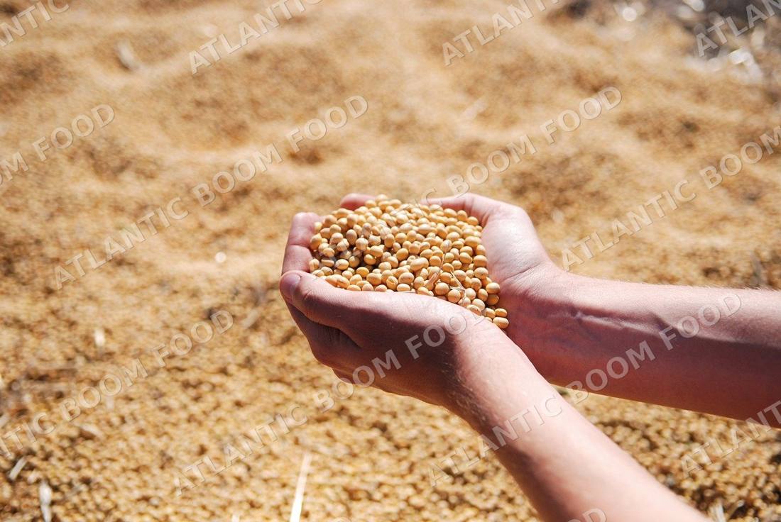 Grains - Atlantic Boom Food export
