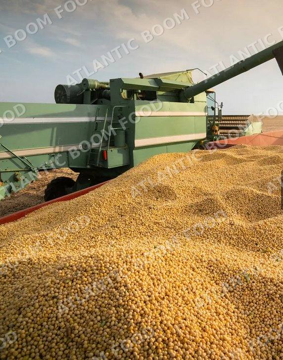 Grains - Atlantic Boom Food export