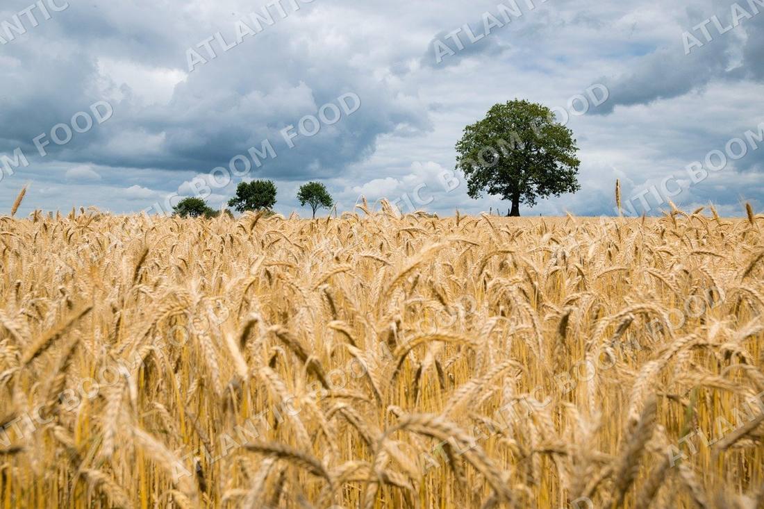 Grains - Atlantic Boom Food export