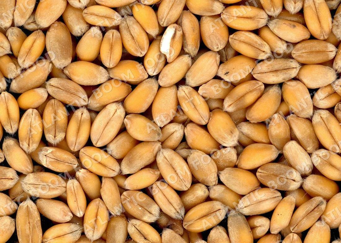 Grains - Atlantic Boom Food export