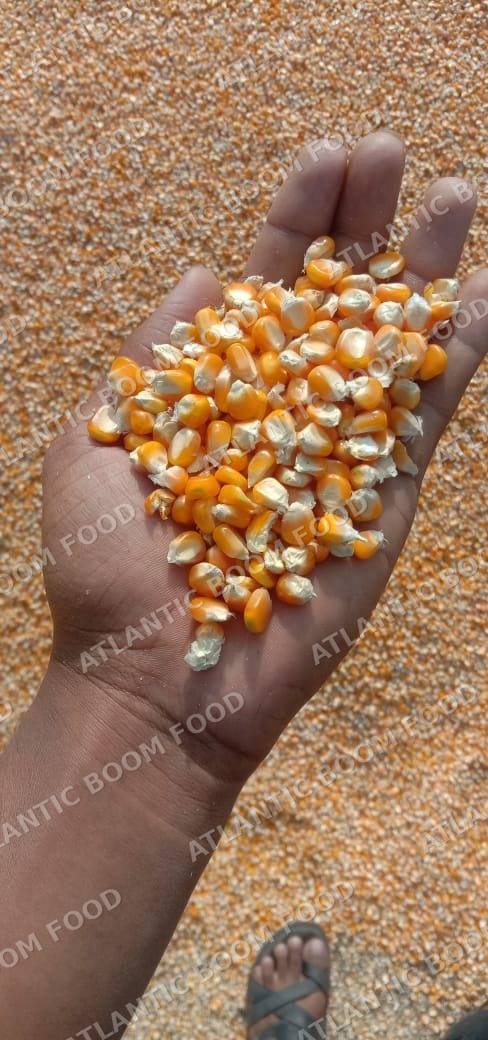 Grains - Atlantic Boom Food export