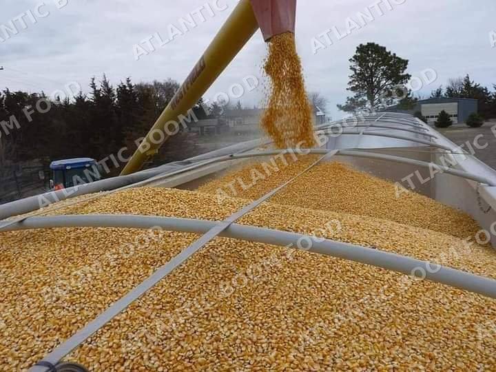 Grains - Atlantic Boom Food export