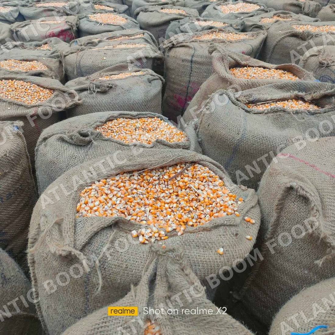 Grains - Atlantic Boom Food export