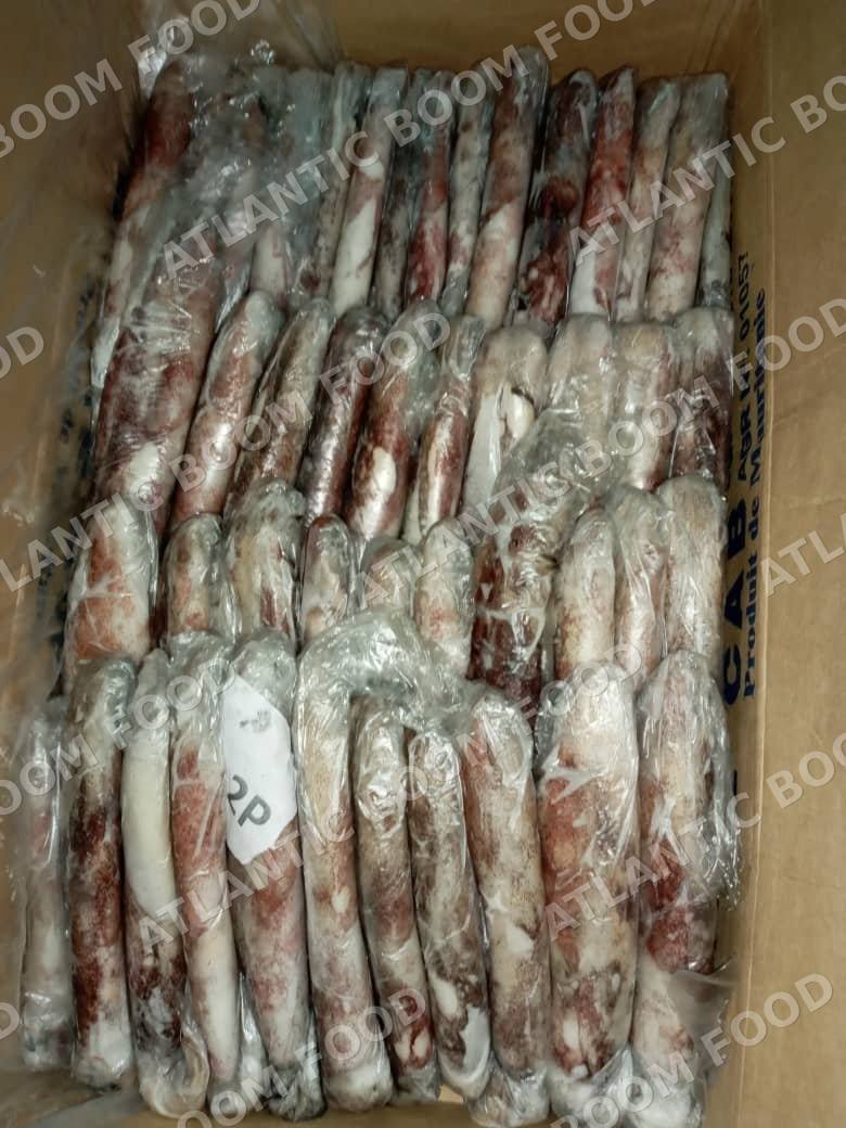 Cephalopods: squid, octopus, cuttlefish - Atlantic Boom Food export