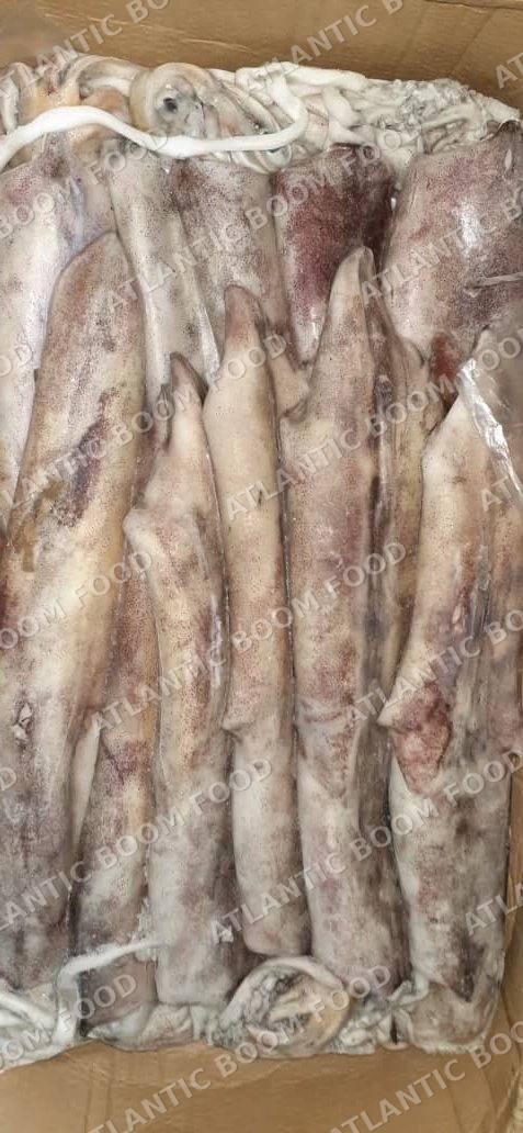 Cephalopods: squid, octopus, cuttlefish - Atlantic Boom Food export