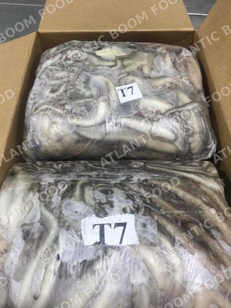 Cephalopods: squid, octopus, cuttlefish - Atlantic Boom Food export