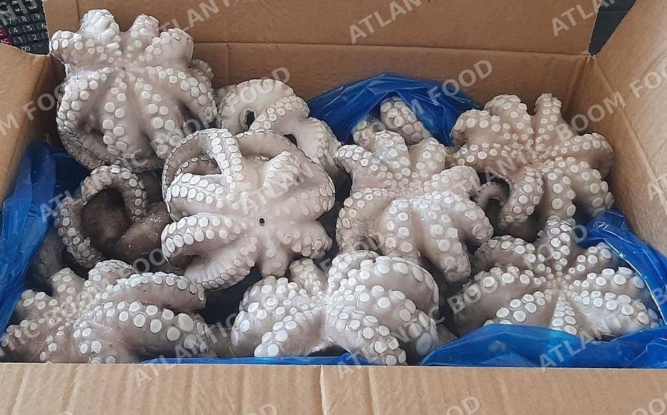 Cephalopods: squid, octopus, cuttlefish - Atlantic Boom Food export