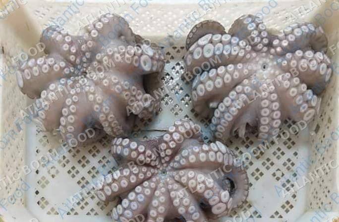 Cephalopods: squid, octopus, cuttlefish - Atlantic Boom Food export