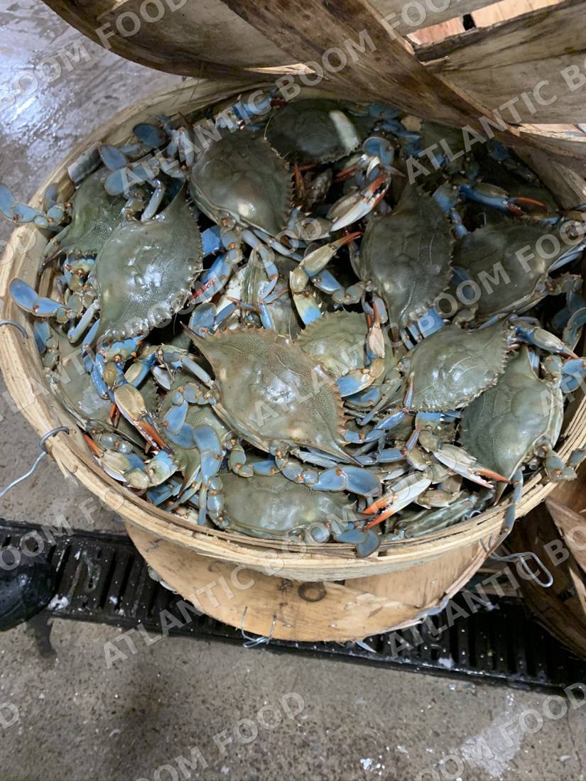 Crustaceans: shrimp, crab, lobster - Atlantic Boom Food export