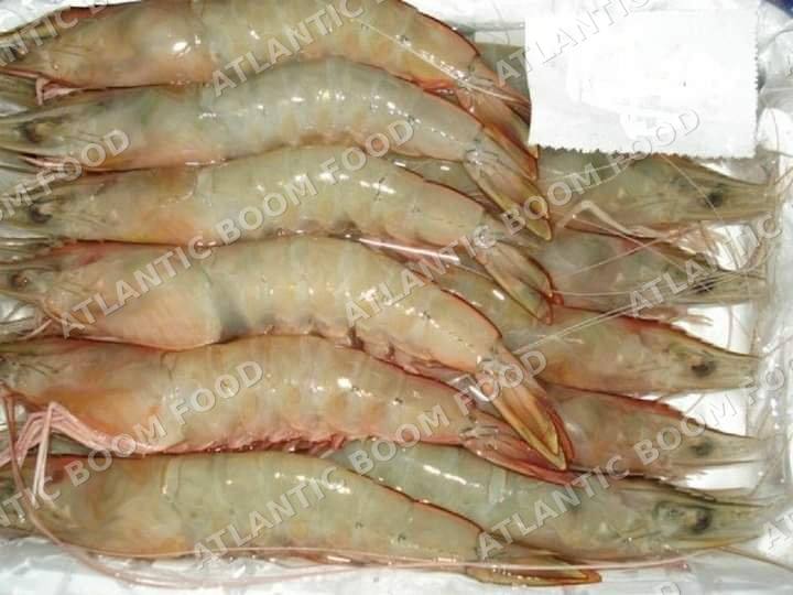 Crustaceans: shrimp, crab, lobster - Atlantic Boom Food export