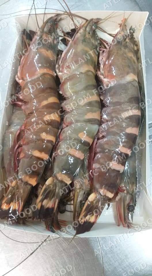 Crustaceans: shrimp, crab, lobster - Atlantic Boom Food export