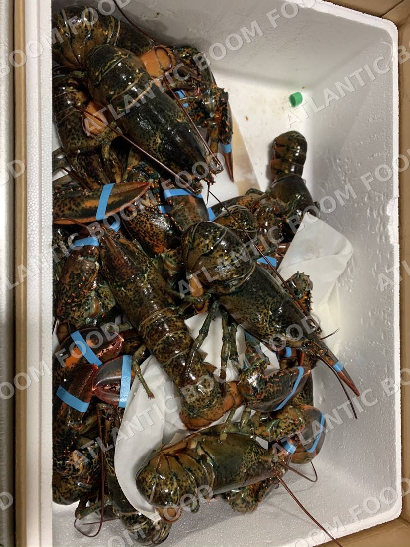 Crustaceans: shrimp, crab, lobster - Atlantic Boom Food export