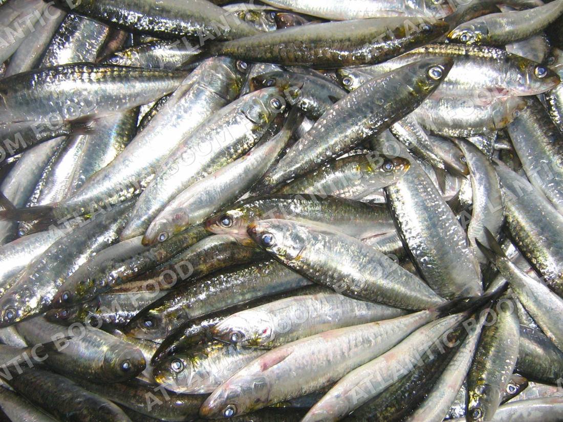 Whole frozen fish - Atlantic Boom Food export