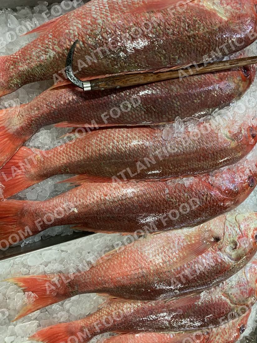 Whole frozen fish - Atlantic Boom Food export