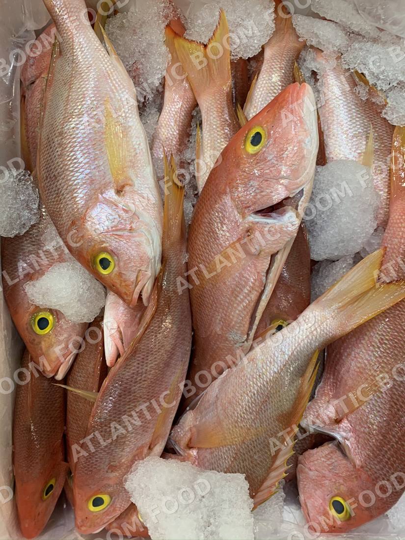 Whole frozen fish - Atlantic Boom Food export