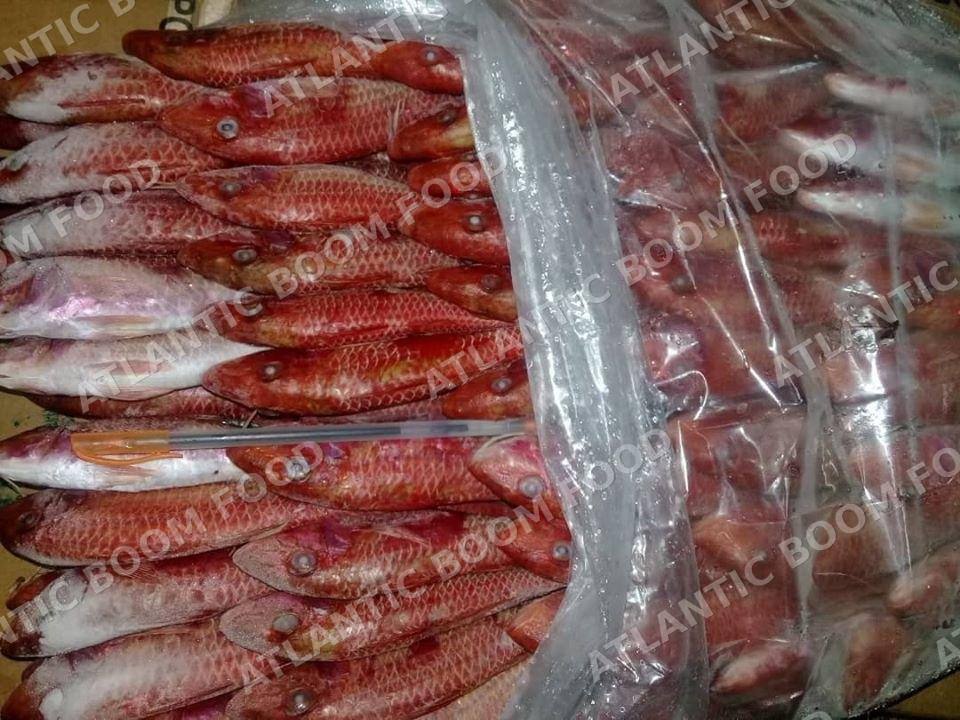 Whole frozen fish - Atlantic Boom Food export