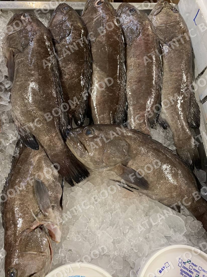 Whole frozen fish - Atlantic Boom Food export