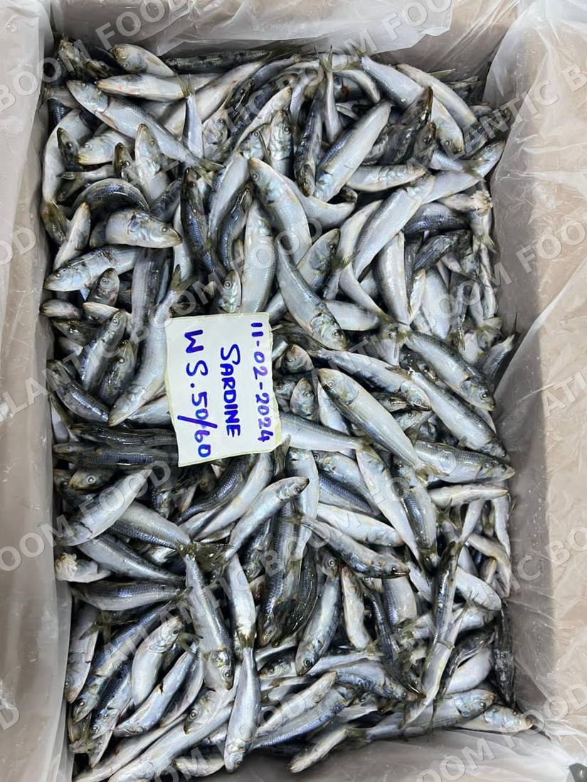 Whole frozen fish - Atlantic Boom Food export