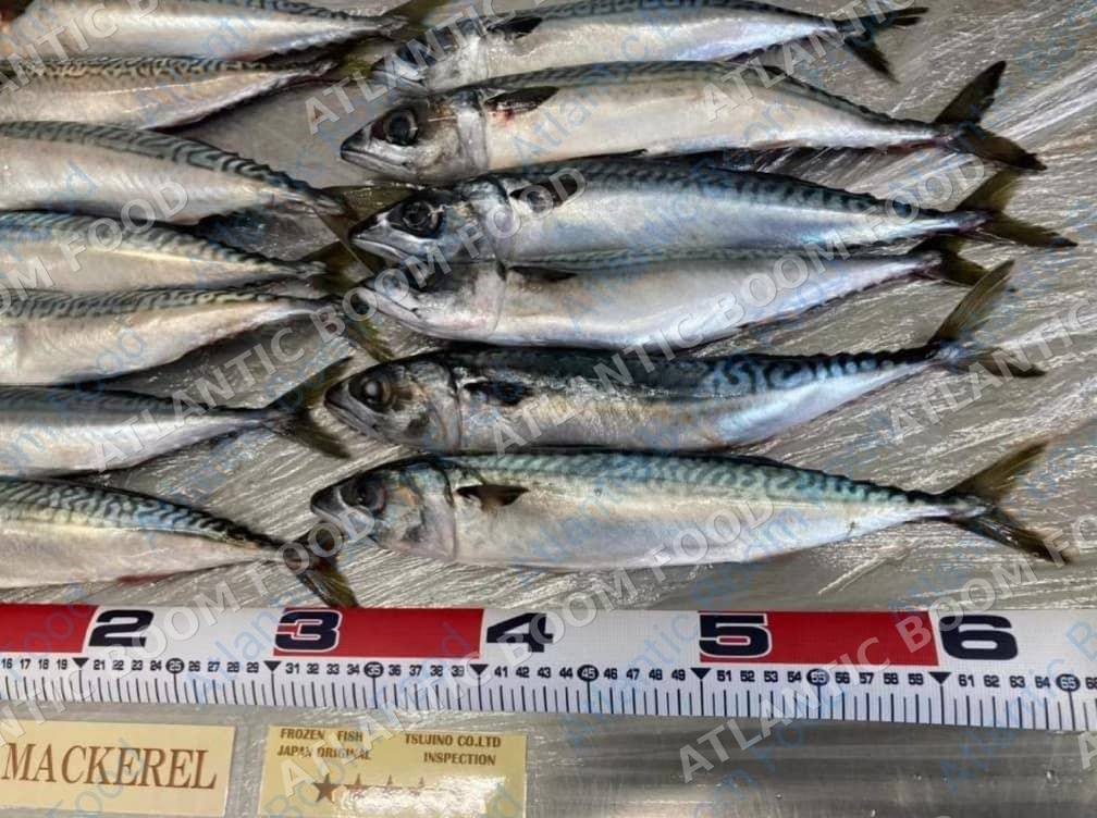 Whole frozen fish - Atlantic Boom Food export