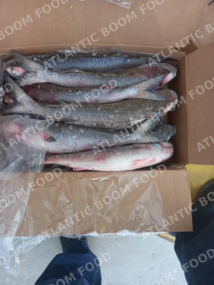 Whole frozen fish - Atlantic Boom Food export