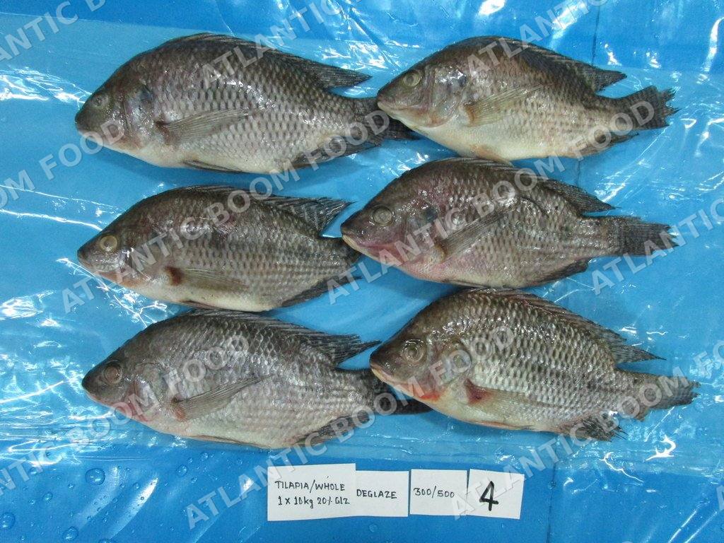 Whole frozen fish - Atlantic Boom Food export
