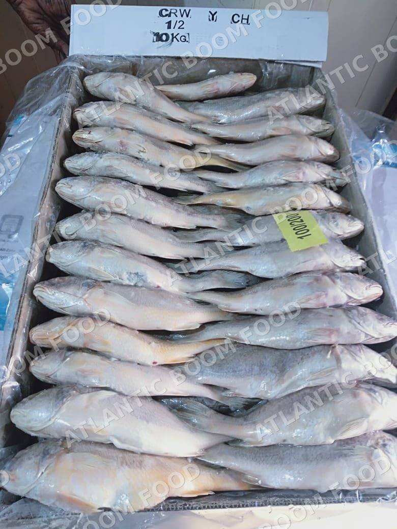 Whole frozen fish - Atlantic Boom Food export