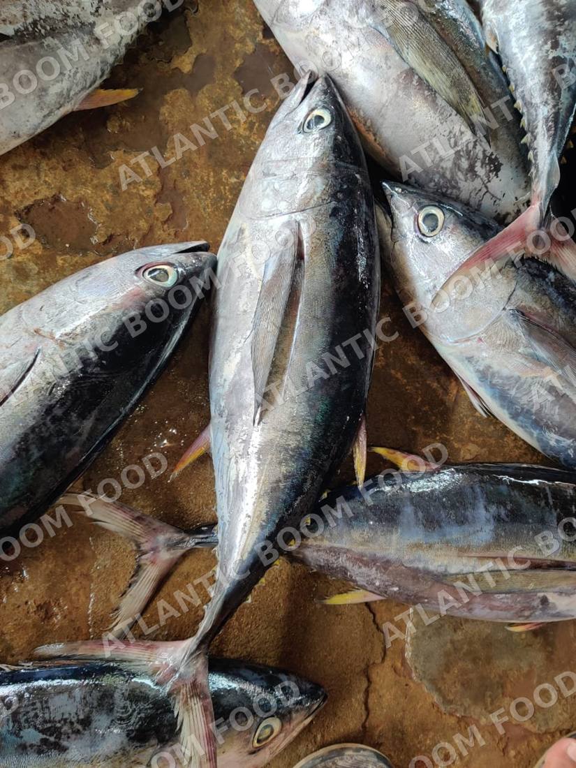 Tuna and bonito - Atlantic Boom Food export