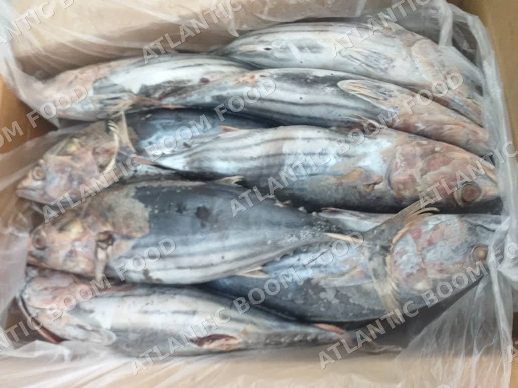 Tuna and bonito - Atlantic Boom Food export