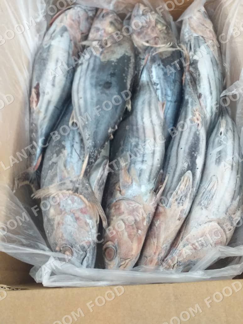 Tuna and bonito - Atlantic Boom Food export