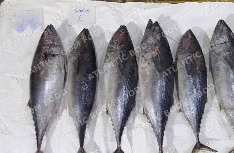 Tuna and bonito - Atlantic Boom Food export