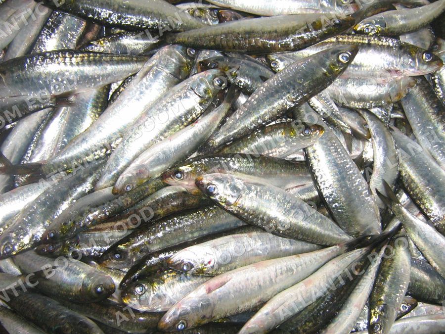 Pelagics: sardine, mackerel, horse mackerel