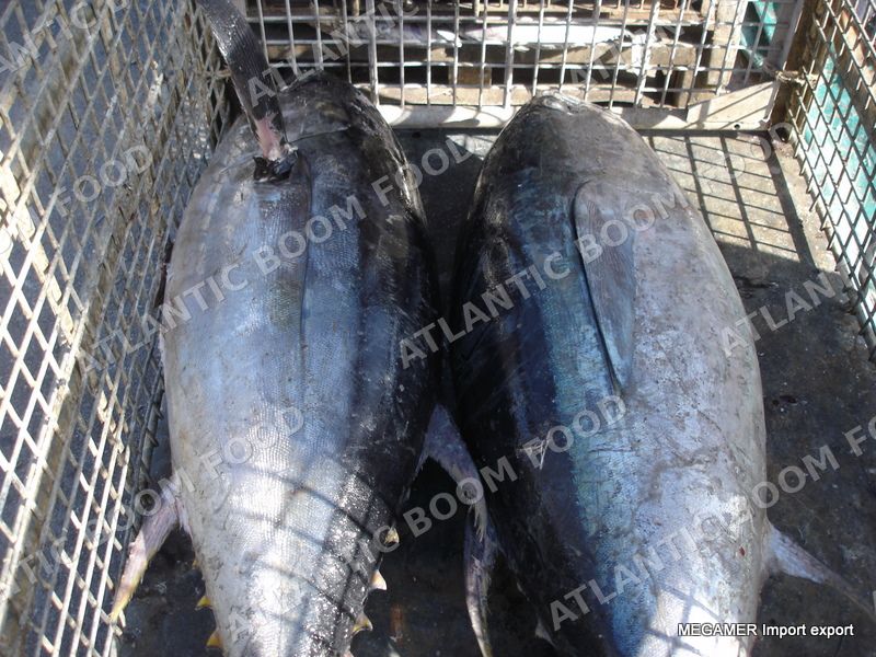 Tuna (yellowfin)